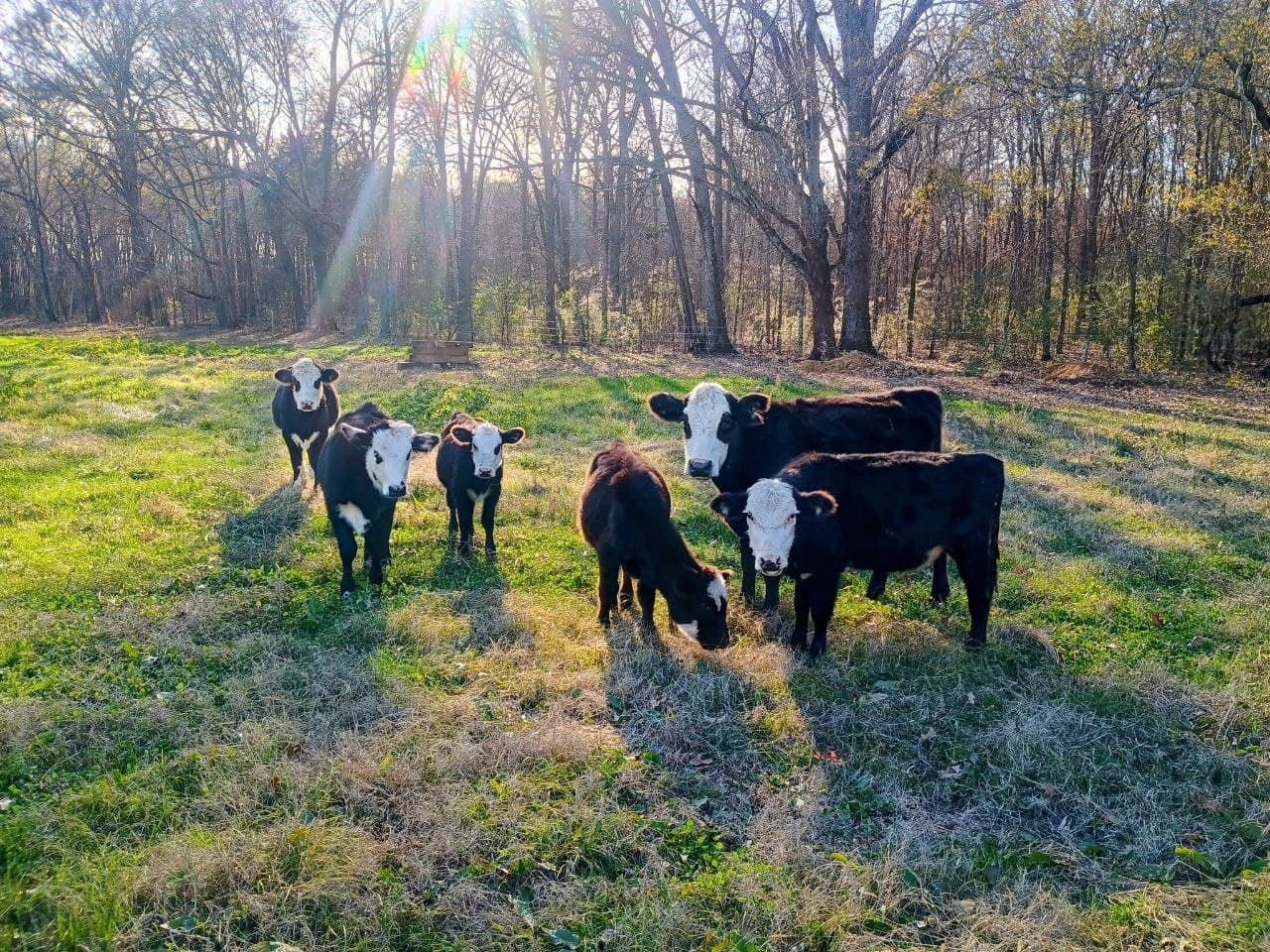 Cattle grazing on open pasture at Alexander Beef farm